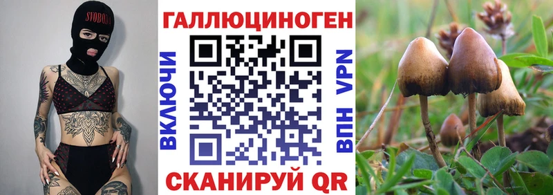 Псилоцибиновые грибы Psilocybe  Шагонар 